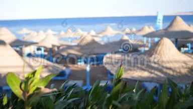 埃及，在珊瑚礁附近的红海上有雨伞的海滩。 红海海岸度假村。 落基海滩在海湾。 海岸线